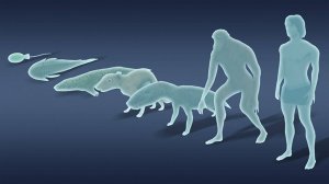 Idle Evolution: From Cell to Human Simulator Online Game
